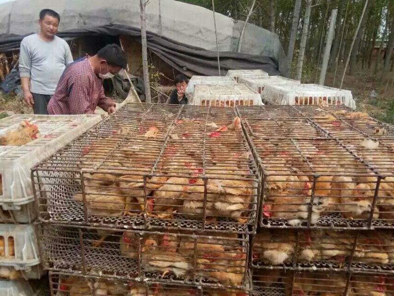 脱温鸡脱温苗500克以上雌