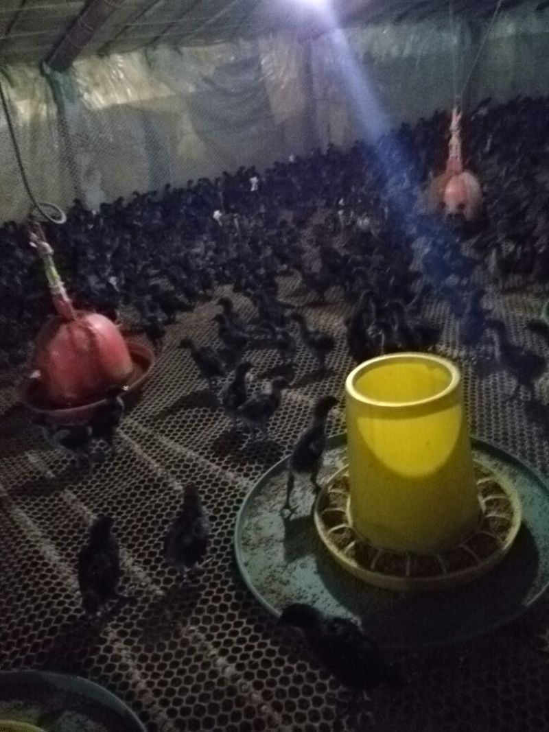 脱温鸡脱温苗500克以上雌