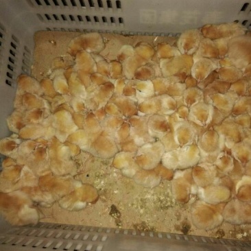 土鸡苗35~45克出壳苗雌