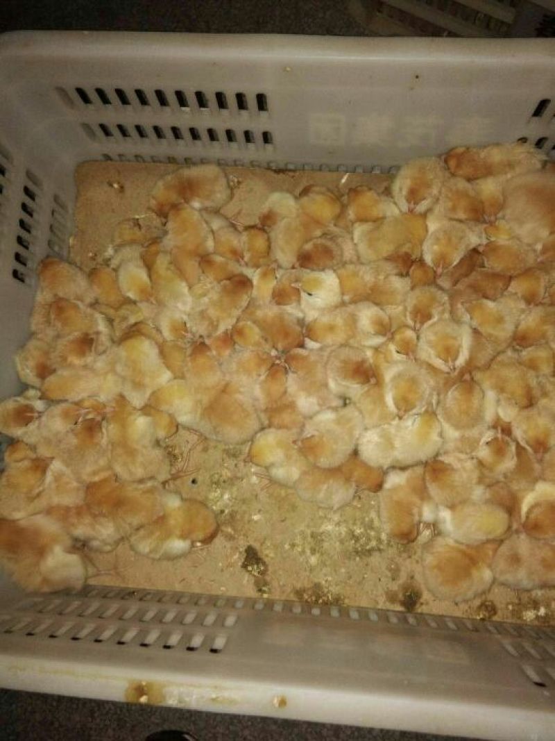 土鸡苗35~45克出壳苗雌
