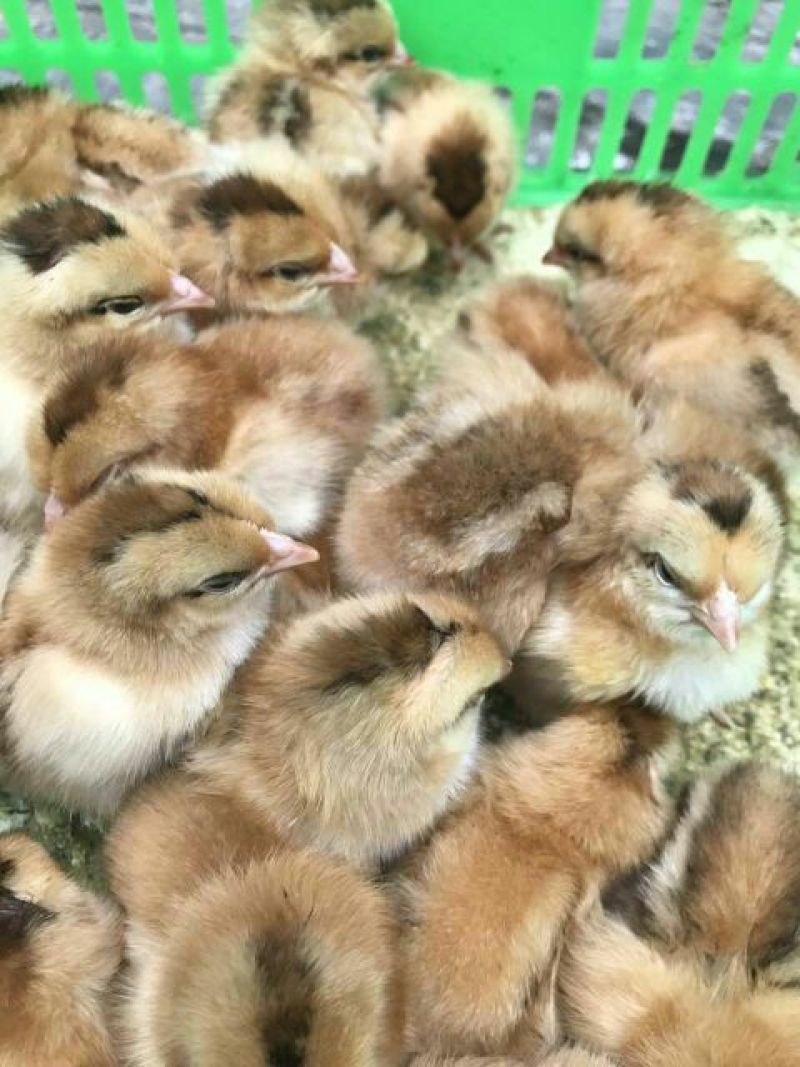 土鸡苗35~45克出壳苗雌