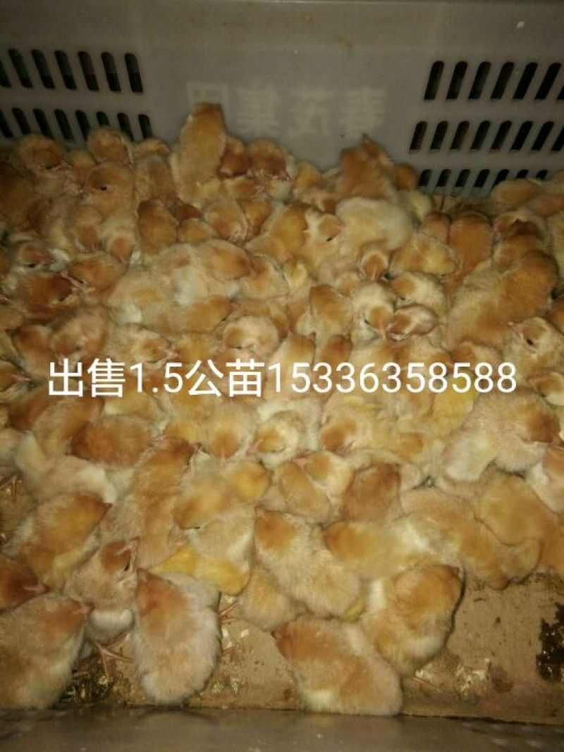 土鸡苗35~45克出壳苗雌