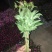 重瓣芍药芍药鲜花鲜切花芍药鲜切花菏泽基地直销
