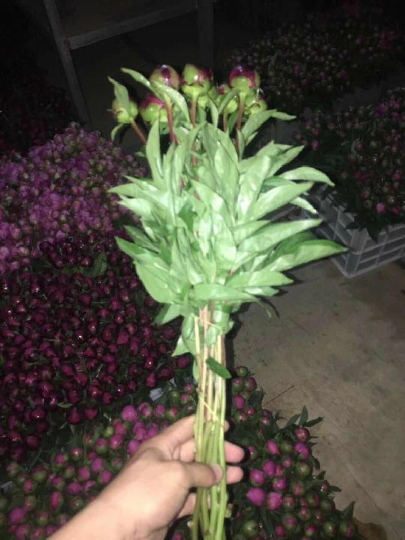 重瓣芍药芍药鲜花鲜切花芍药鲜切花菏泽基地直销