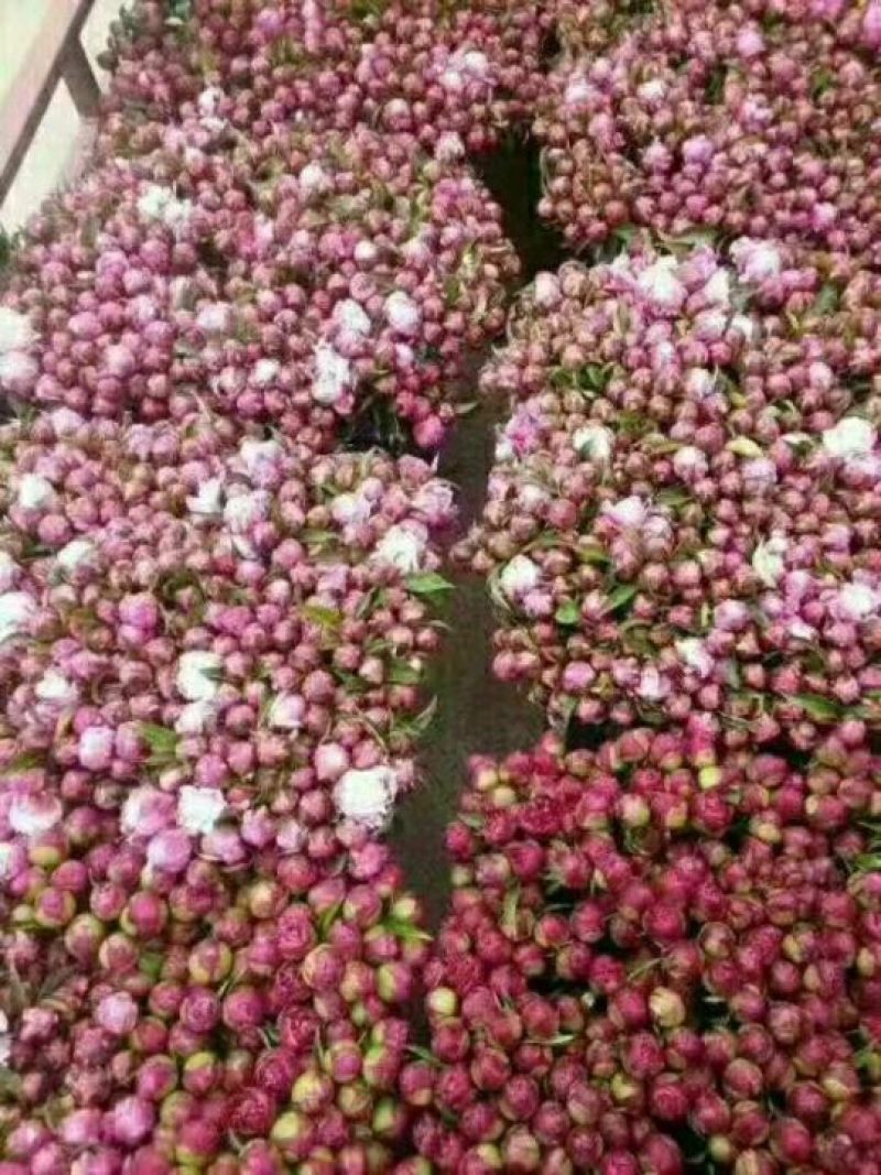 重瓣芍药芍药鲜花鲜切花芍药鲜切花菏泽基地直销