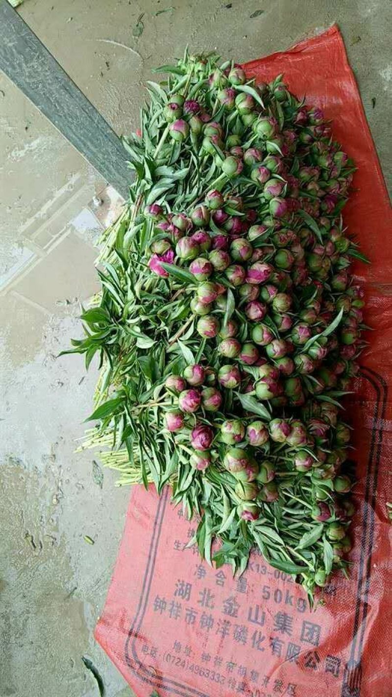 重瓣芍药芍药鲜花鲜切花芍药鲜切花菏泽基地直销