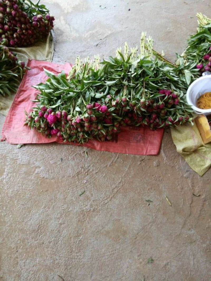 重瓣芍药芍药鲜花鲜切花芍药鲜切花菏泽基地直销