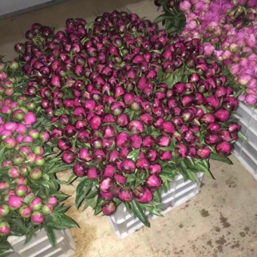 重瓣芍药芍药鲜花鲜切花芍药鲜切花菏泽基地直销