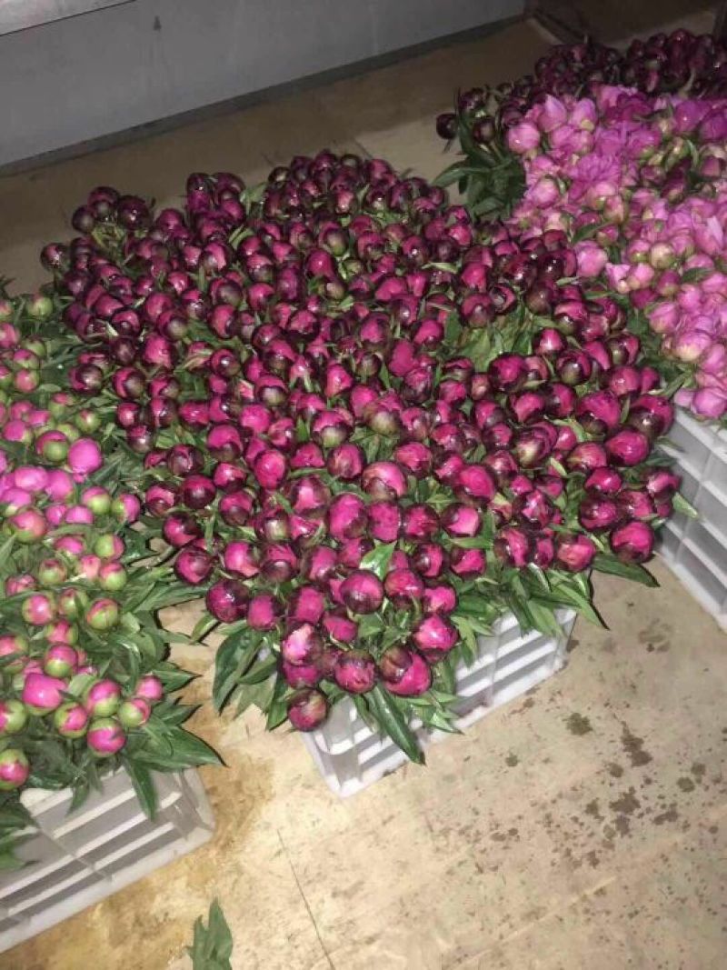 重瓣芍药芍药鲜花鲜切花芍药鲜切花菏泽基地直销