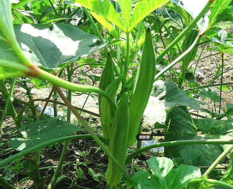 黄秋葵种子95%以上