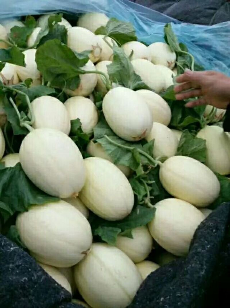 羊角脆甜瓜