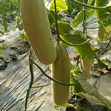 羊角脆甜瓜