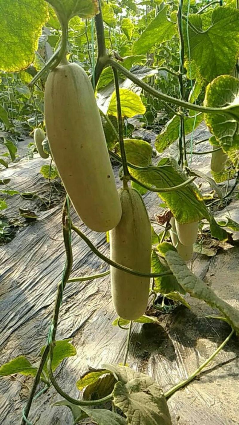 羊角脆甜瓜