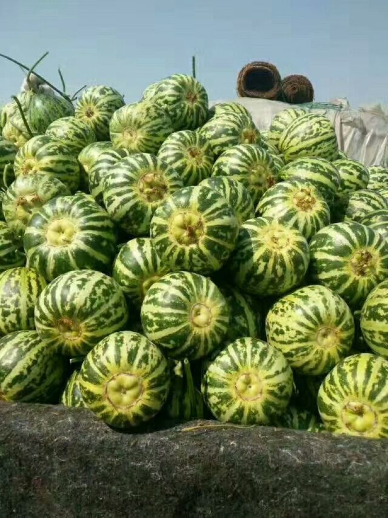 羊角脆甜瓜