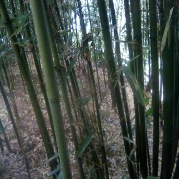 苦竹，种苗