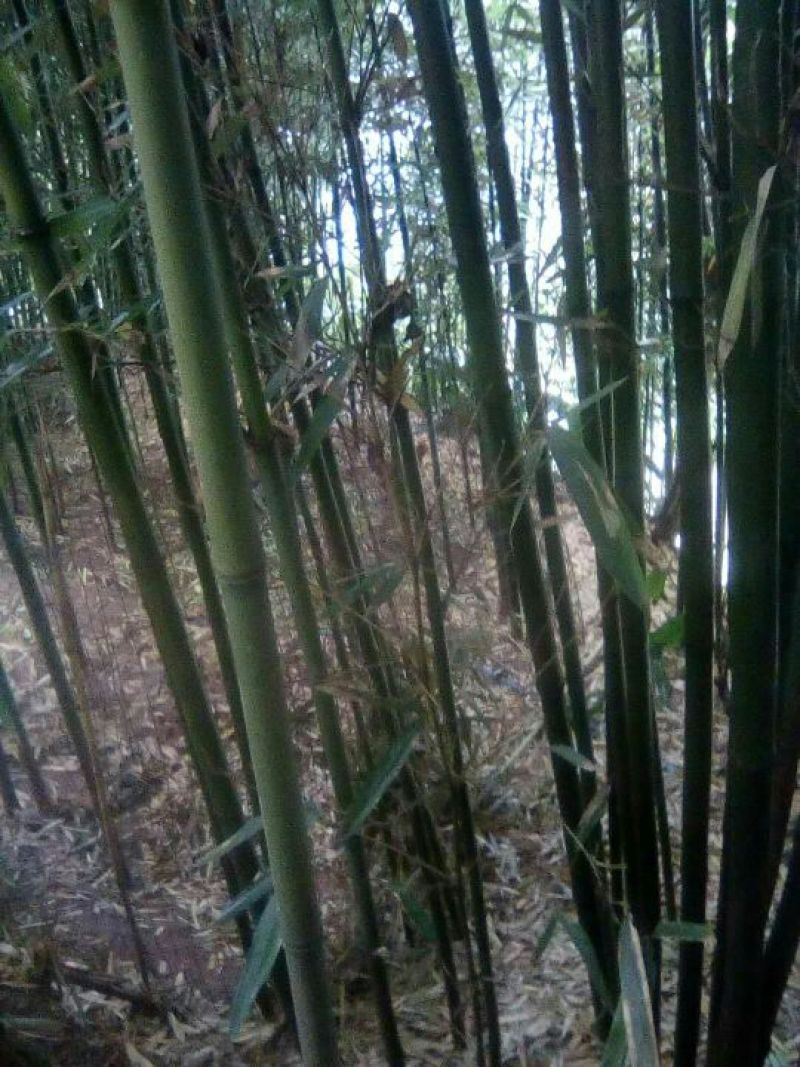 苦竹，种苗