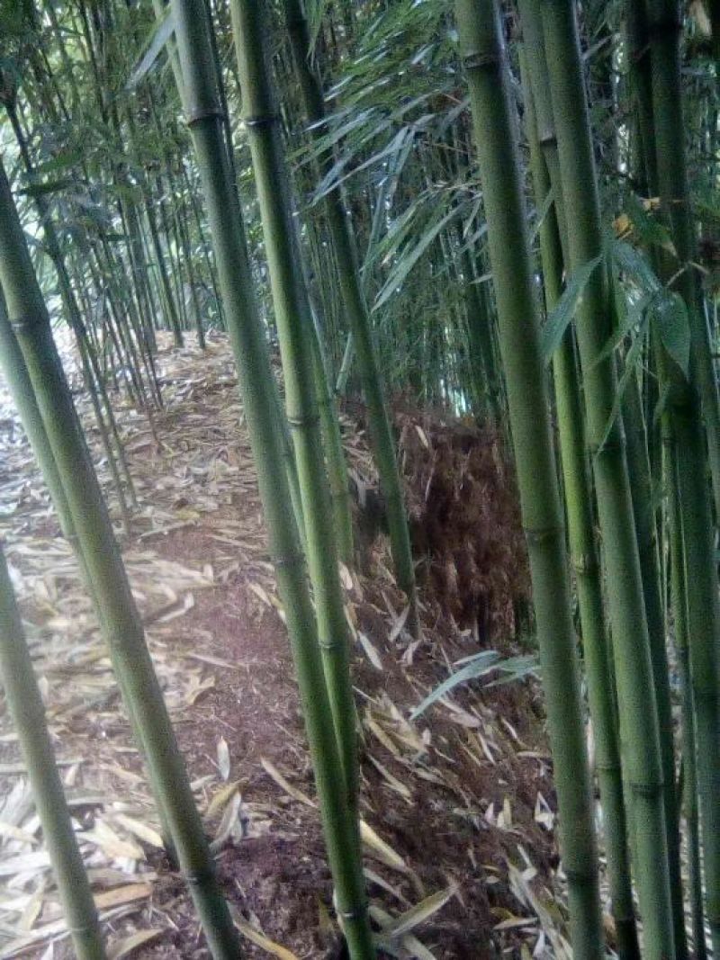 苦竹，种苗