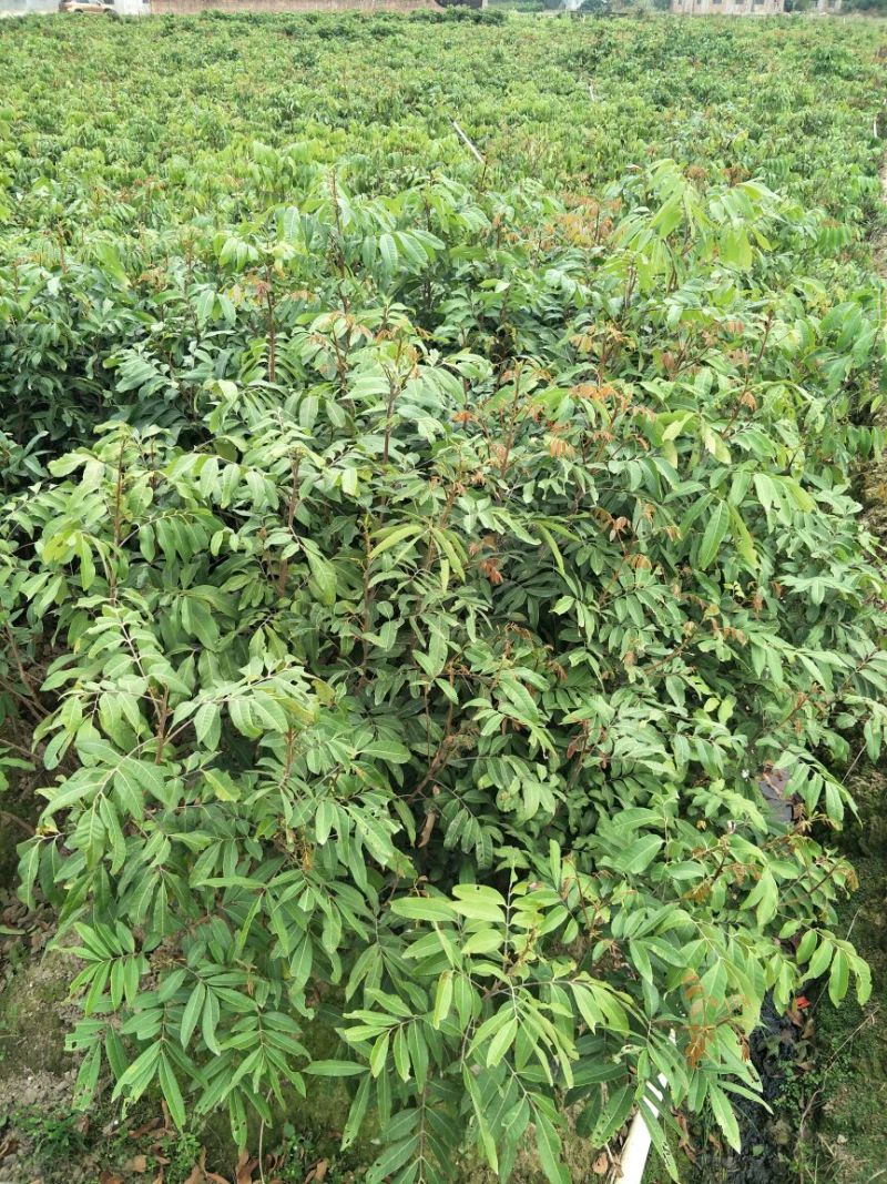 龙眼树苗80cm以上