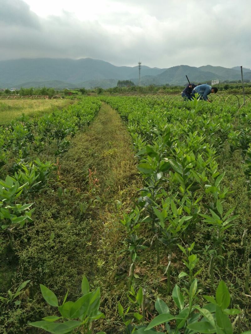 沃柑苗30~50cm