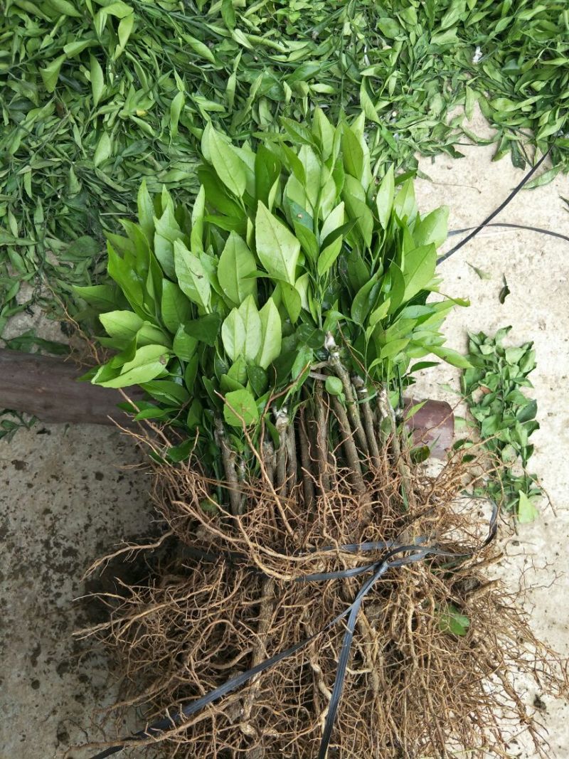 沃柑苗30~50cm