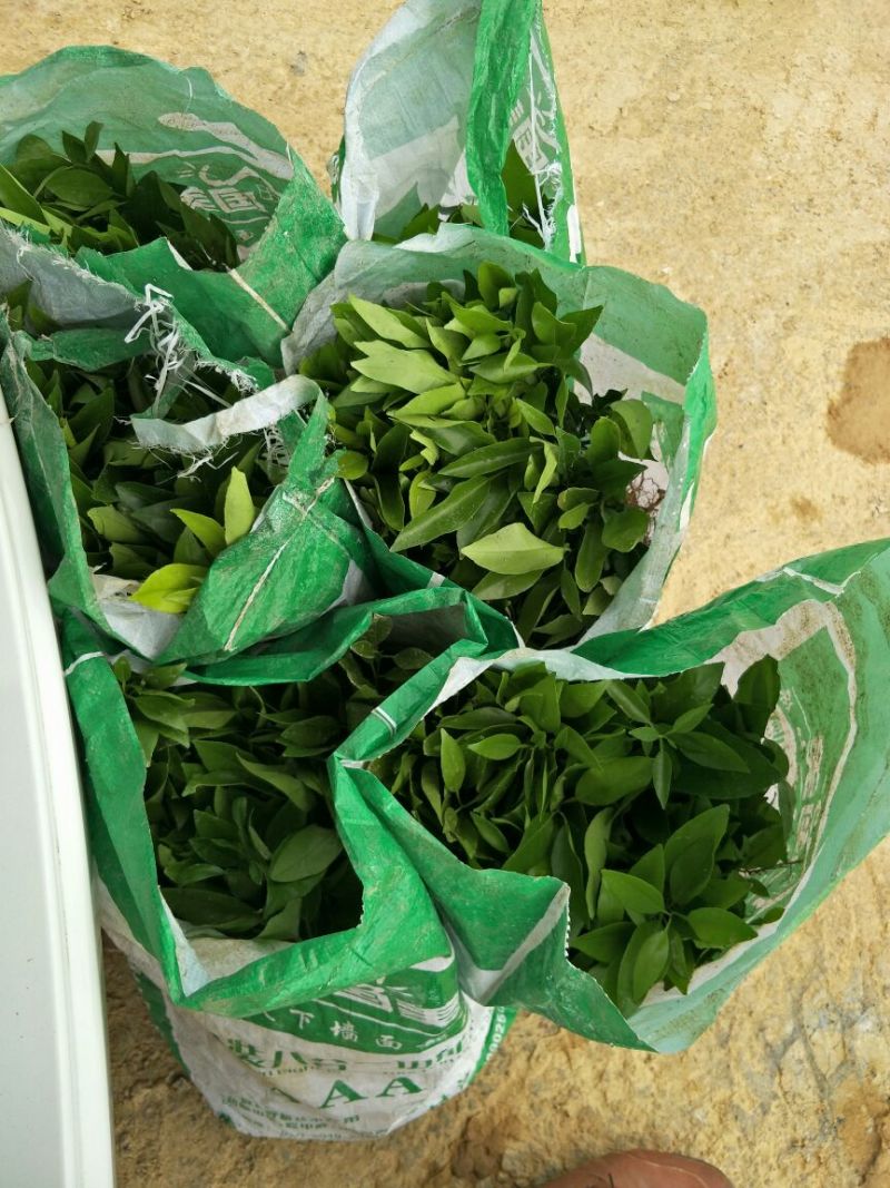 沃柑苗30~50cm