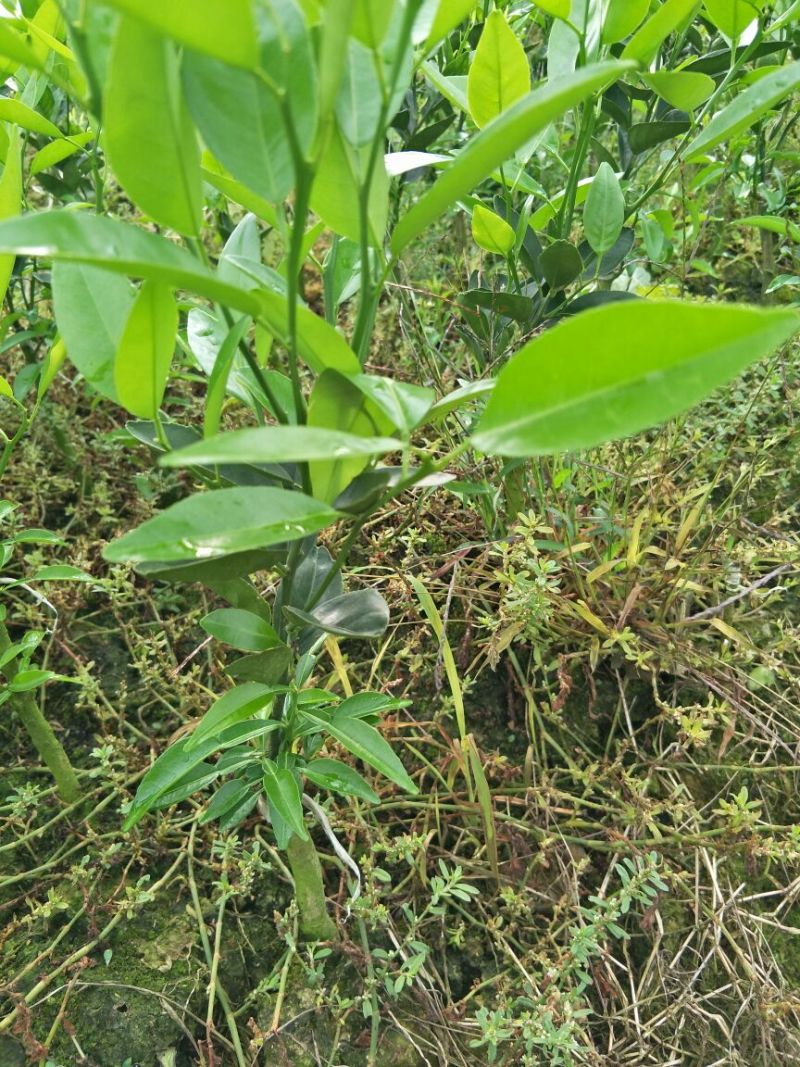 沃柑苗30~50cm