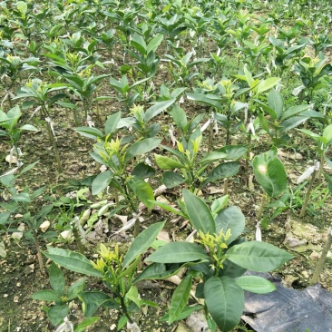 沃柑苗30~50cm