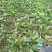沃柑苗30~50cm
