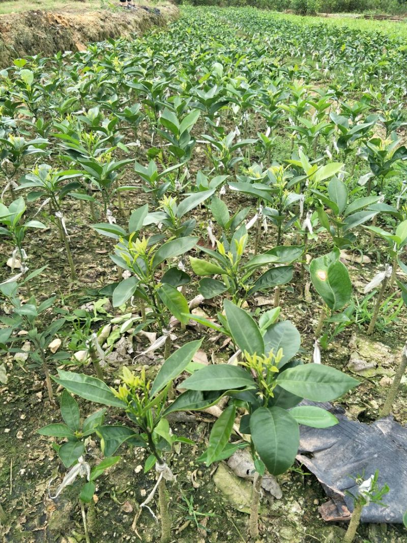 沃柑苗30~50cm