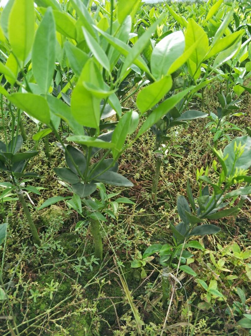 沃柑苗30~50cm