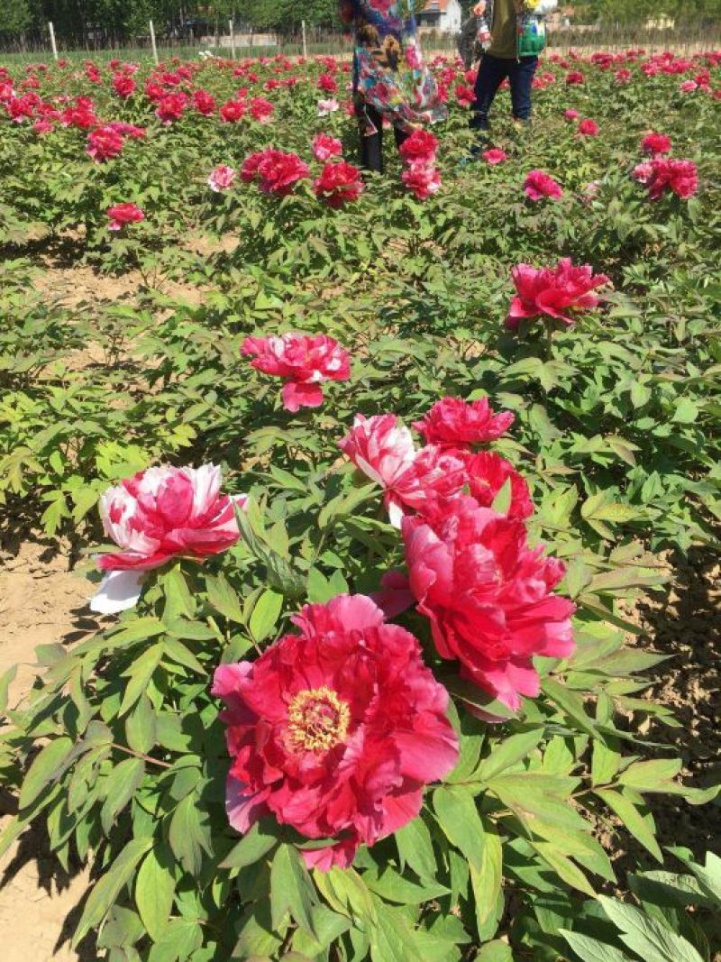 观赏牡丹基地直发，包成活包开花