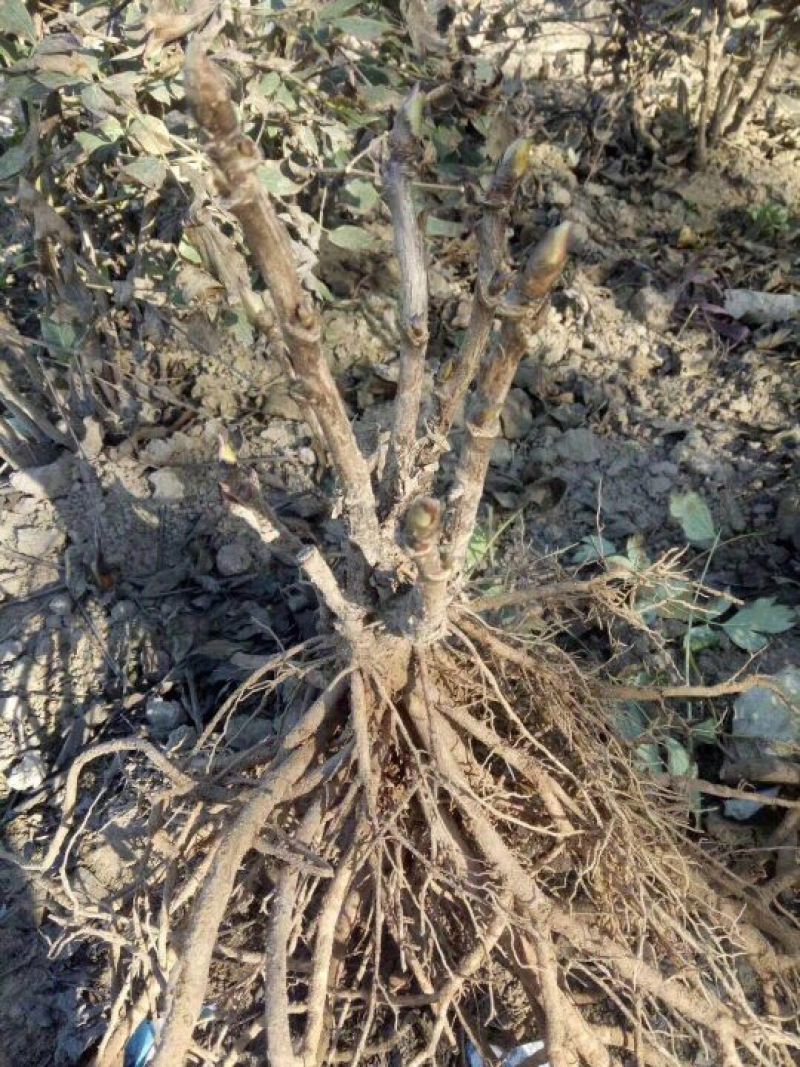 观赏牡丹基地直发，包成活包开花