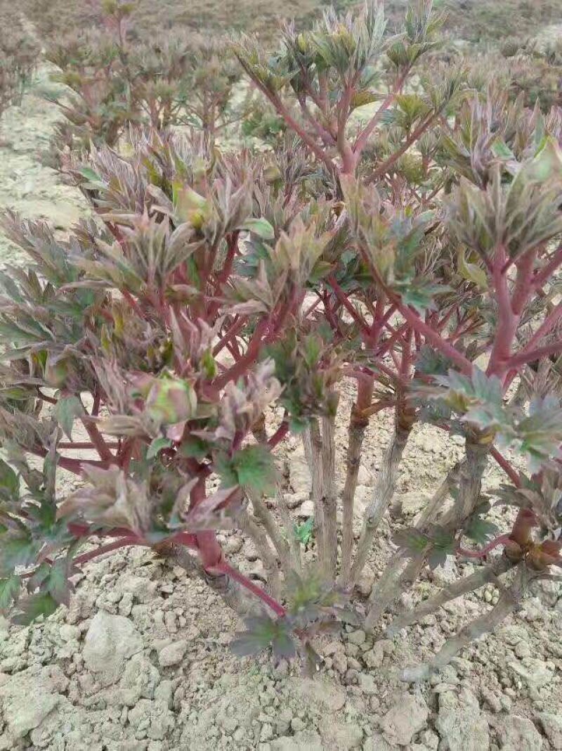 观赏牡丹基地直发，包成活包开花