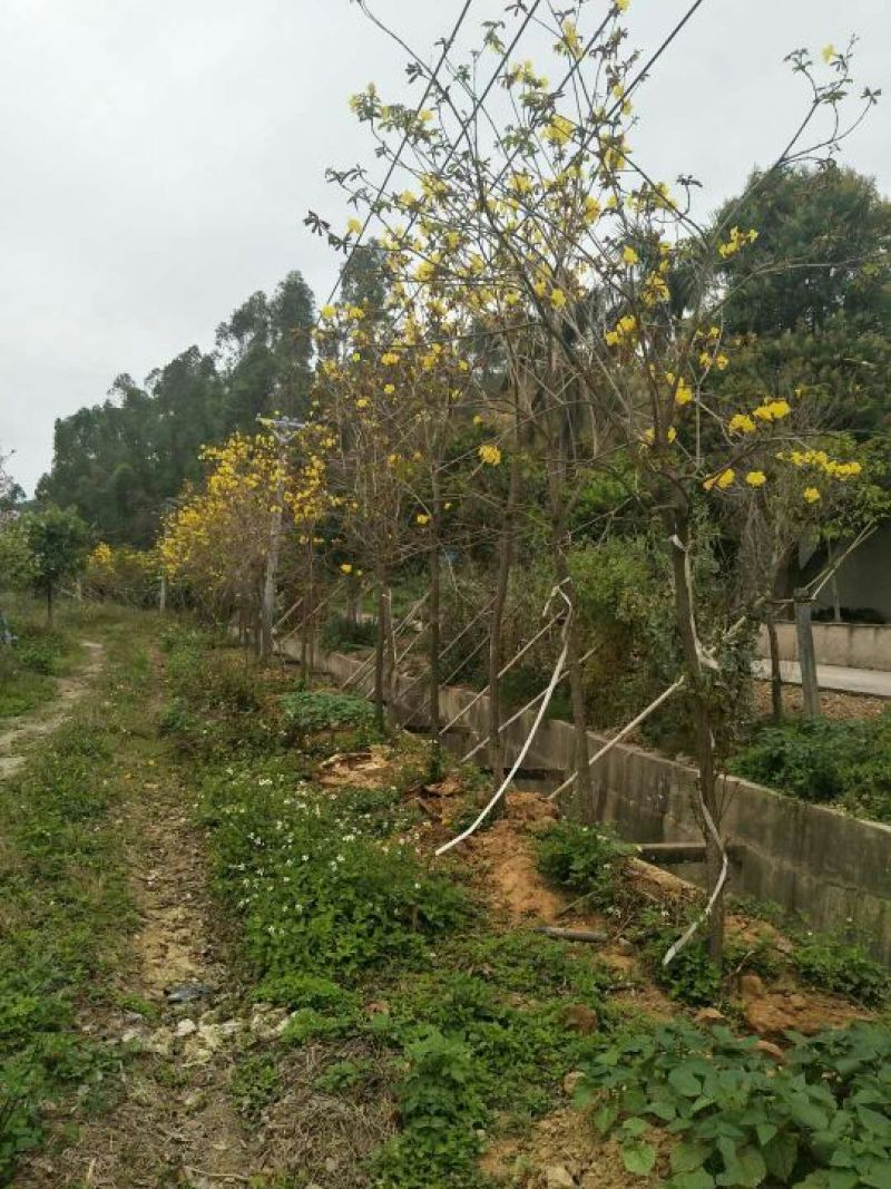 黄花风铃木2.5~3m