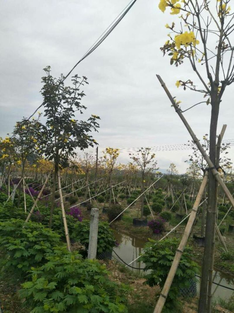 黄花风铃木2.5~3m