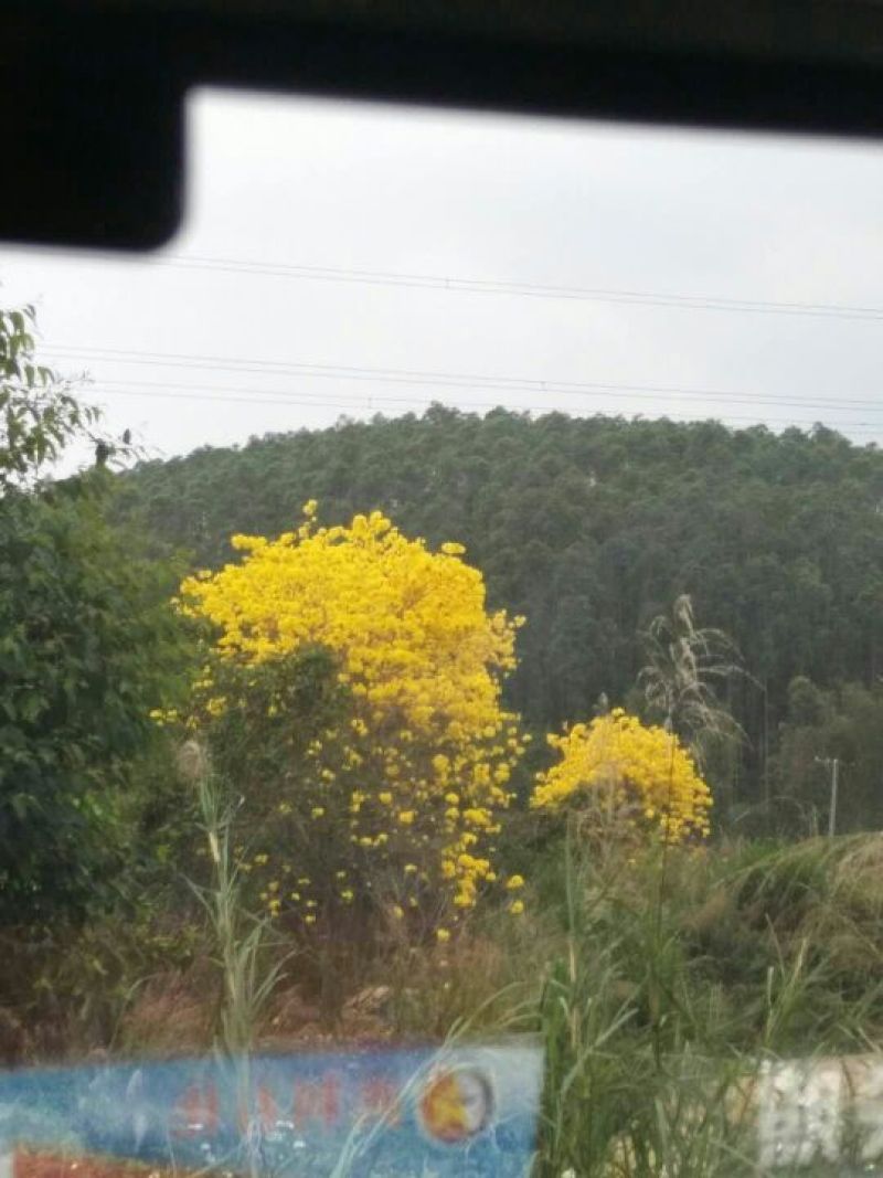 黄花风铃木2.5~3m