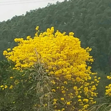 黄花风铃木2.5~3m