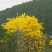 黄花风铃木2.5~3m