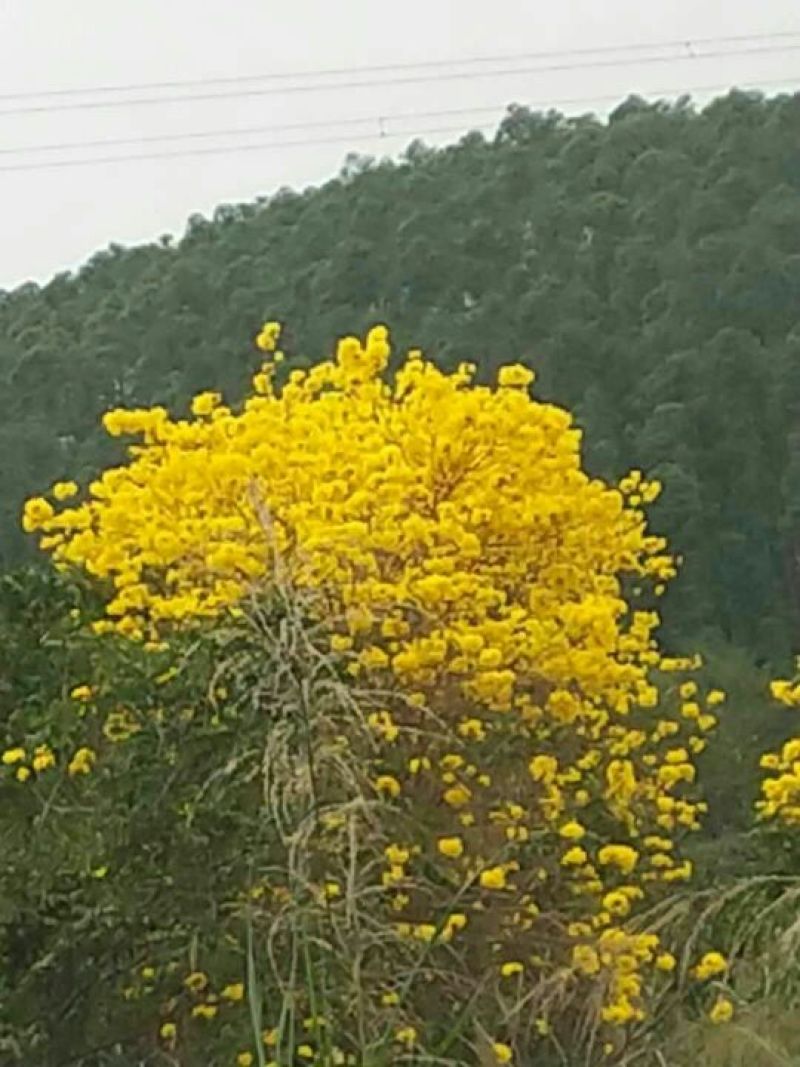 黄花风铃木2.5~3m