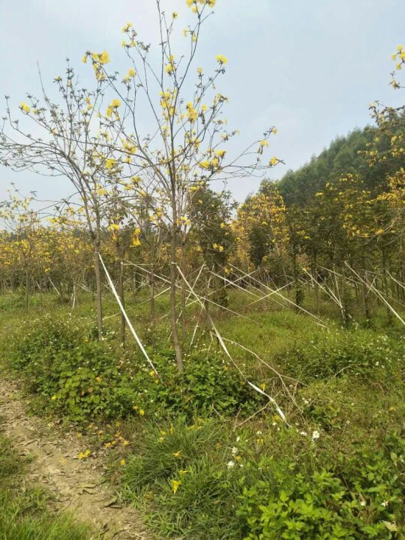 黄花风铃木2.5~3m