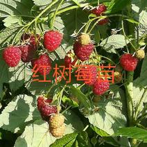 树莓苗当年结果红树莓苗价格产量高