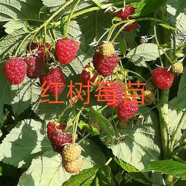 树莓苗当年结果红树莓苗价格优惠产量高