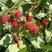树莓苗当年结果红树莓苗价格优惠产量高