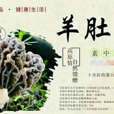 羊肚菌一级品