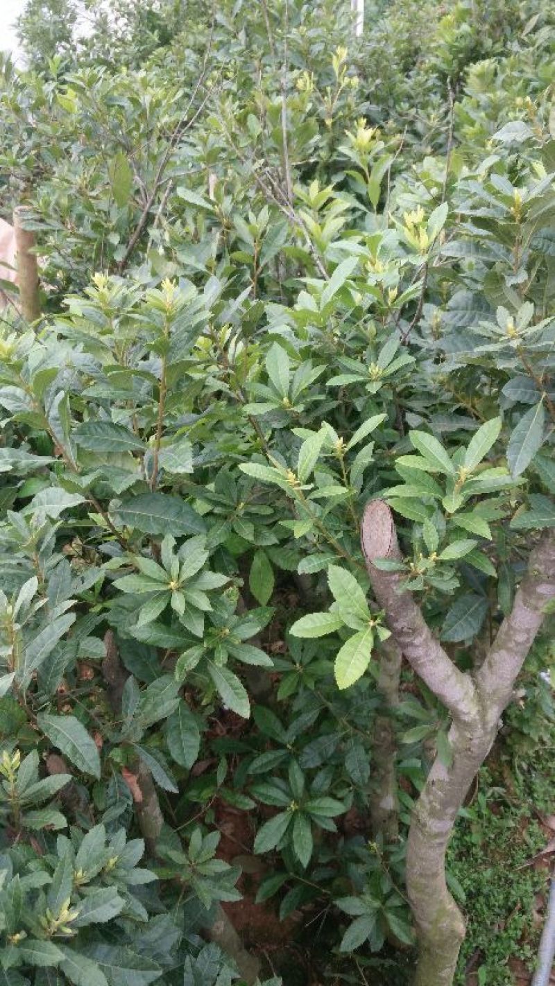 杨梅苗东魁杨梅嫁接苗