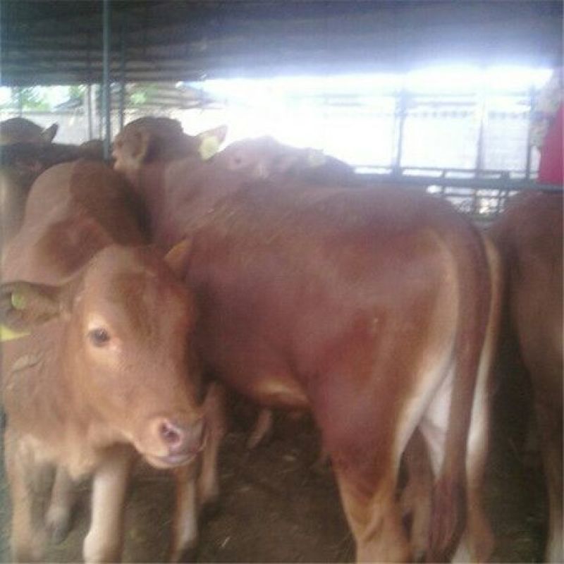 鲁西黄牛犊200~300kg