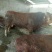 鲁西黄牛犊200~300kg