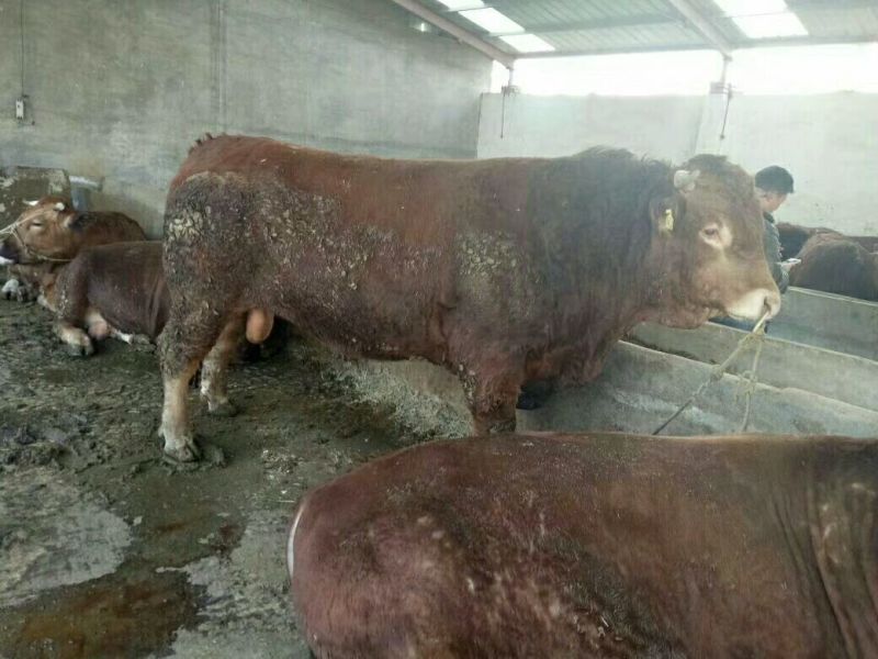 鲁西黄牛犊200~300kg
