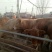 鲁西黄牛犊200~300kg