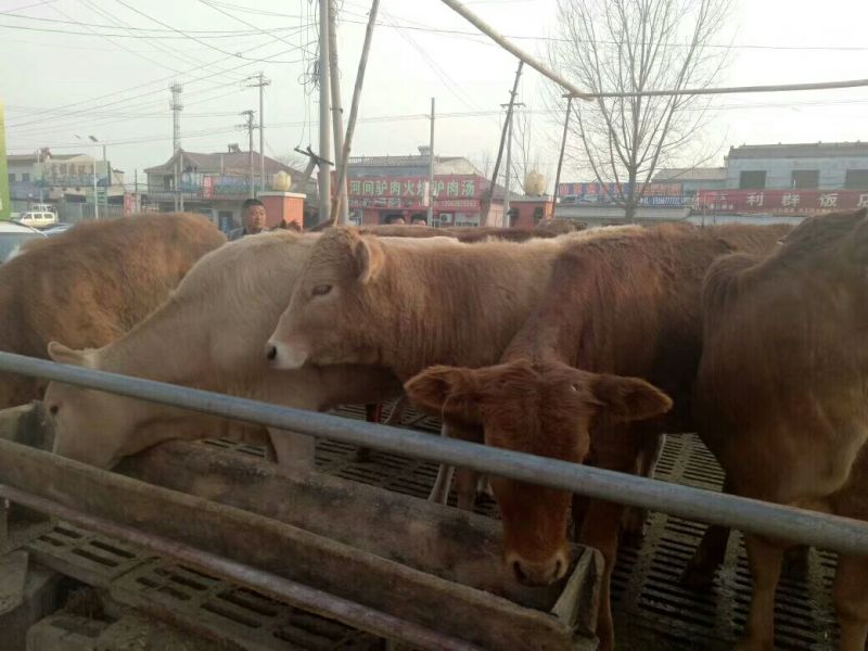 鲁西黄牛犊200~300kg